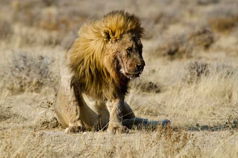 66 - Namibia - leones comiendo - parque nacional de Etosha